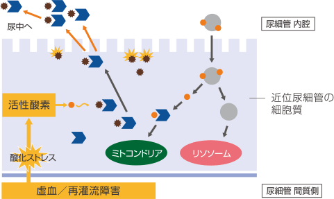 近位尿細管細胞質におけるL-FABPの尿中排泄メカニズム