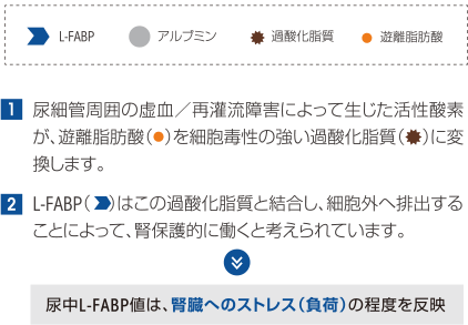 1 尿細管周囲の虚血/再灌流障害によって生じた活性酸素が、遊離脂肪酸を細胞毒性の強い過酸化脂質に変換します。 2 L-FABPはこの過酸化脂質と結合し、細胞外へ排出することによって、腎保護的に働くと考えられています。 尿中L-FABP値は、腎臓へのストレス(負荷)の程度を反映
