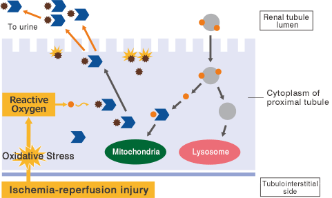 Urinary excretion of L-FABP within the proximal tubule cytoplasm