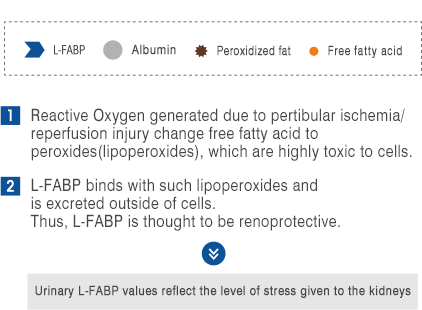 1 Reactive Oxygen generated due to pertibular ischemia/reperfusion injury change free fatty acid to peroxides(lipoperoxides), which are highly toxic to cells. 2 L-FABP binds with such lipoperoxides and is excreted outside of cells. Thus, L-FABP is thought to be renoprotective.