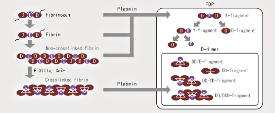 lancering vinden er stærk ketcher What's a D-dimer? | Nanopia D-dimer | Blood Coagulation | Diagnostics |  BUSINESS | SEKISUI MEDICAL CO., LTD.