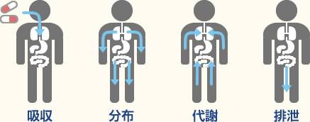 吸収　分布　代謝　排泄